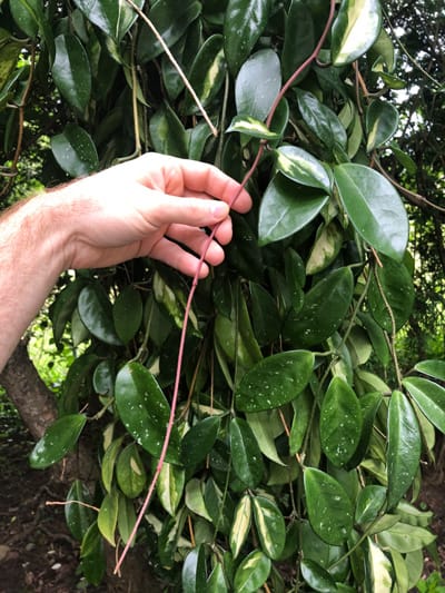 hoya carnosa