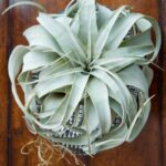 Tillandsia Xerographica Growing Secrets: 5 Important Tips tillandsia xerographica