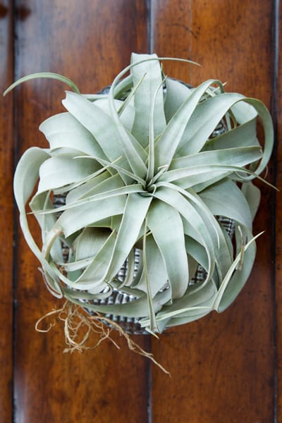 tillandsia xerographica