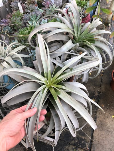 tillandsia xerographica