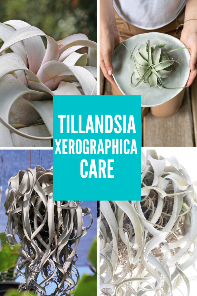 tillandsia-xerographica-care