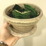 Snake Plant Propagation By Leaf Cuttings featured-sansevieria-propagation-