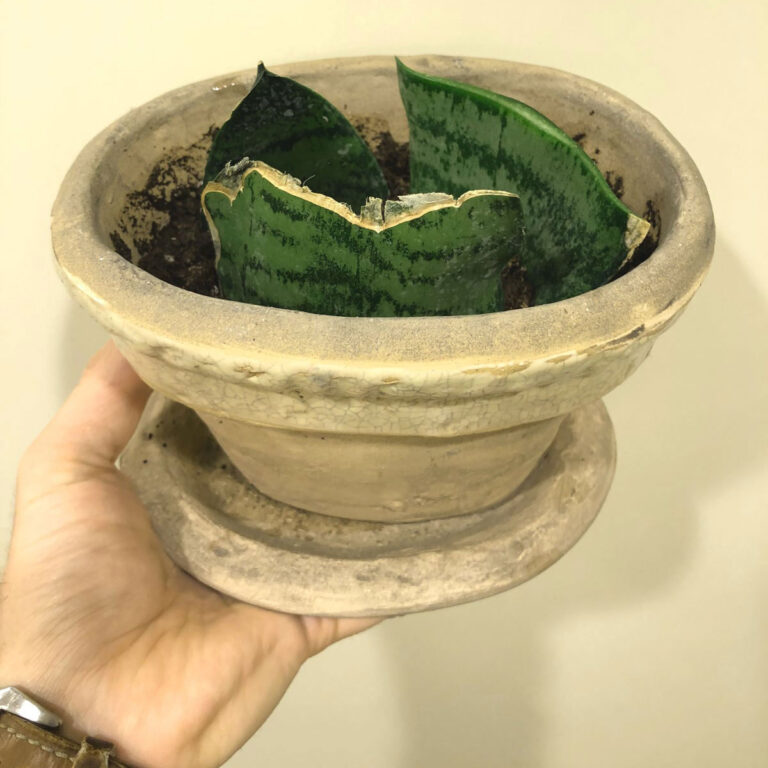 Snake Plant Propagation By Leaf Cuttings