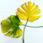 featured-yellow-leaves