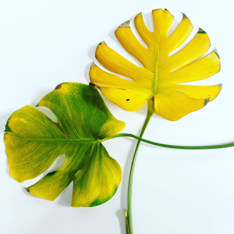 Why Are My Houseplant Leaves Turning Yellow - Tips to Fix
