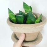 sansevieria-prop