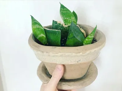 sansevieria-prop