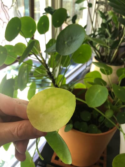 yellow houseplant leaves