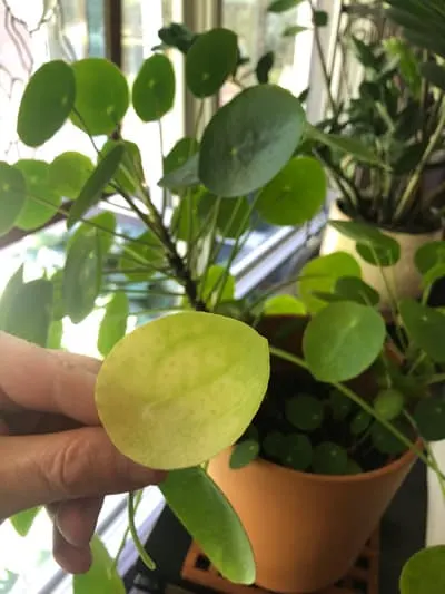 Chinese Money Plant Care - (Pilea Peperomioides)