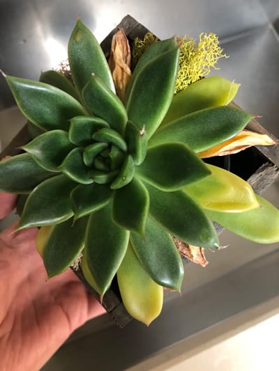 Why Are My Houseplant Leaves Turning Yellow - Tips to Fix!