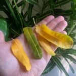 Why Are My Houseplant Leaves Turning Yellow - Tips to Fix yellow houseplant leaves