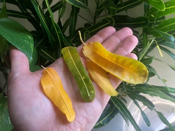 yellow houseplant leaves