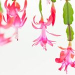 3 Secrets to Getting Christmas Cactus to Bloom + Care Tips Christmas cactus