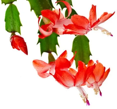 Christmas cactus