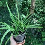 How Often Do You Water An Aloe Plant? The 1 Secret how to propagate aloe