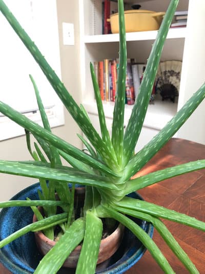 how to propagate aloe