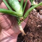 How to Propagate Aloe: Making New Plants From Pups! how to propagate aloe