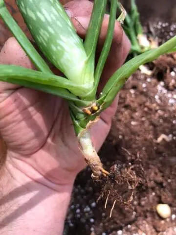 how to propagate aloe