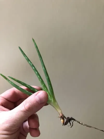 how to propagate aloe