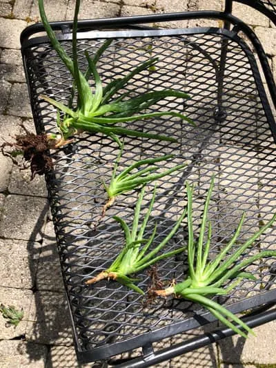 how to propagate aloe