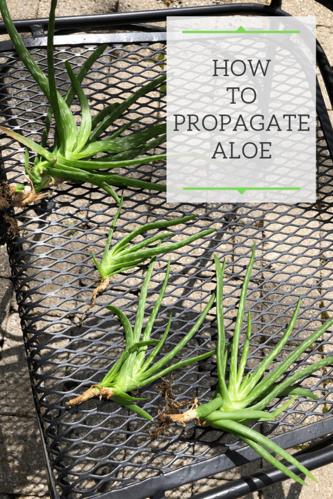 how to propagate aloe