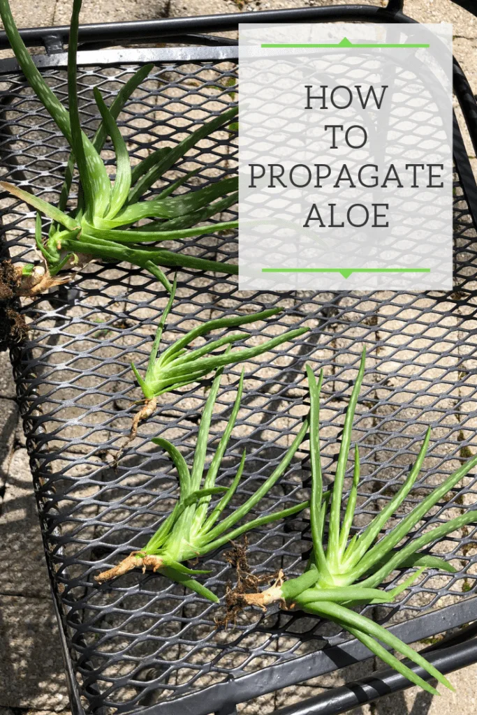 How to Propagate Aloe: Making New Plants From Pups!