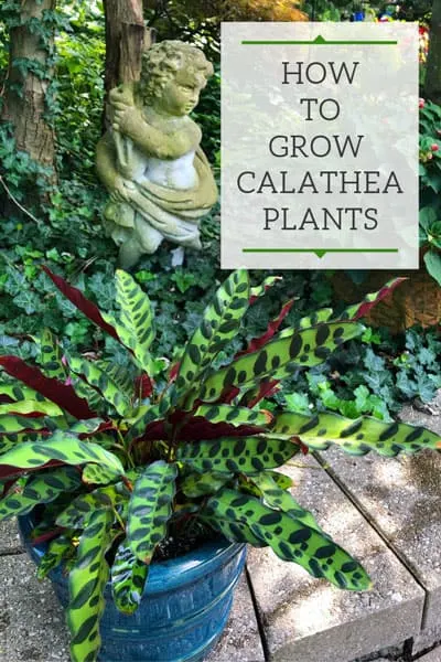 calathea care