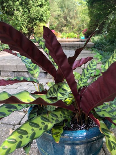 Calathea lancifolia