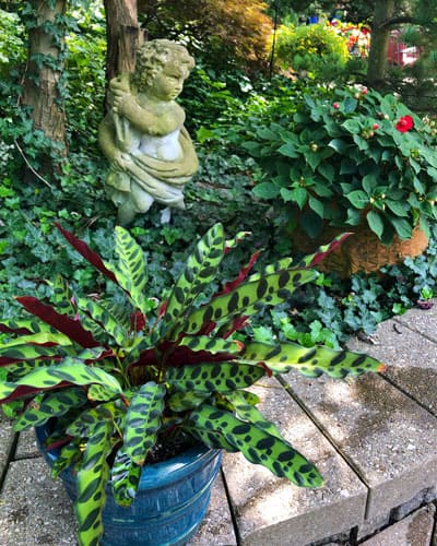 calathea lancifolia