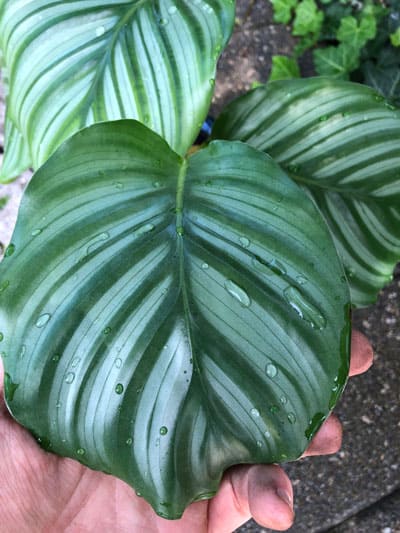 Calathea orbifolia