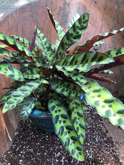 calathea repotting