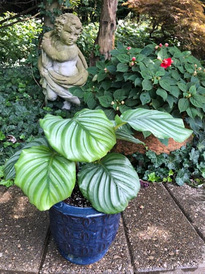 calathea orbifolia