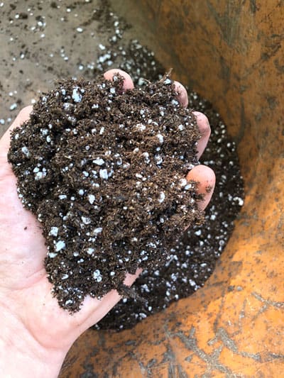 calathea soil