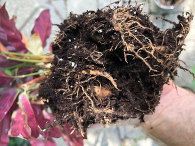 calathea repotting