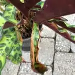 calathea crispy leaves