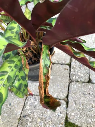calathea crispy leaves