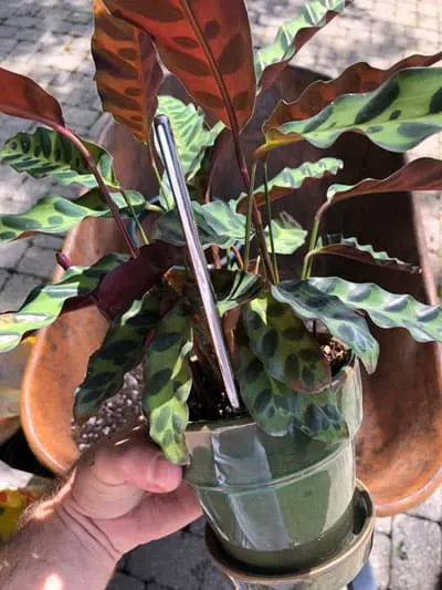 calathea repotting