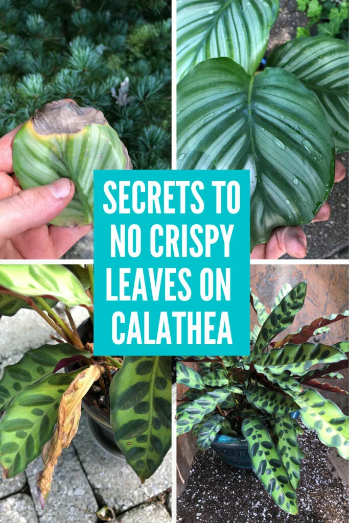 Calathea: How to Grow and Care for Calathea Plants Indoors