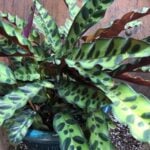 Keep Your Calathea Alive-3 Secrets to No Brown/Crispy Edges calathea lancifolia
