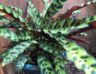 calathea lancifolia