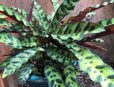 calathea lancifolia