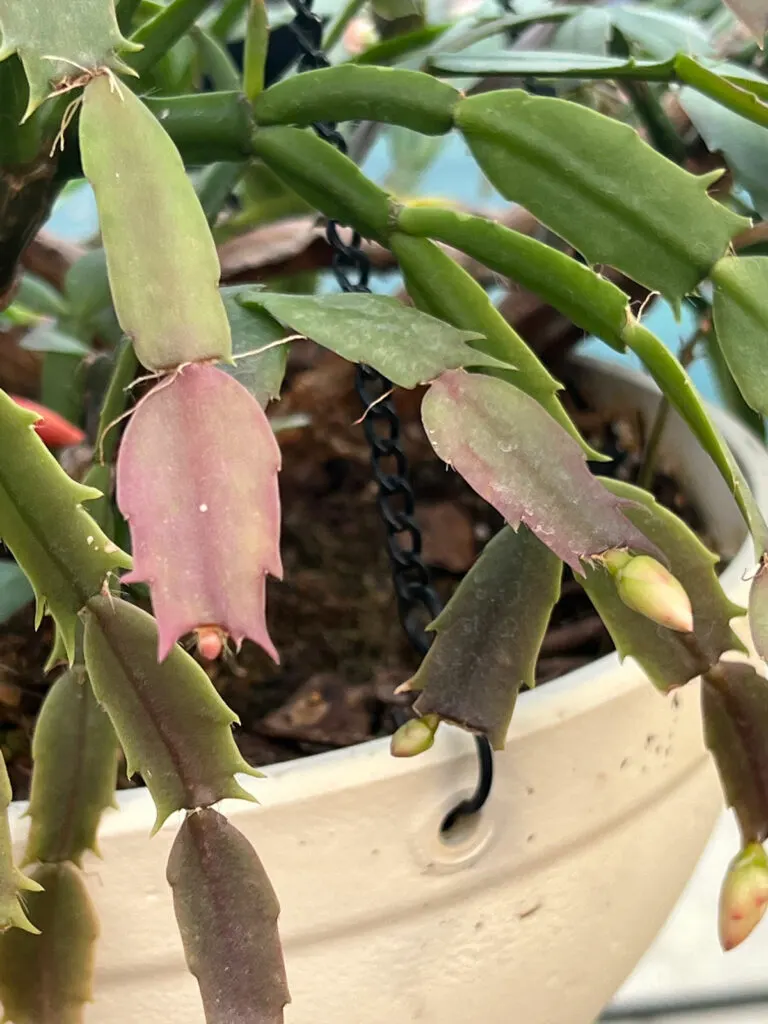 christmas-cactus-purple-leaves