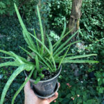 featured-aloe-pups