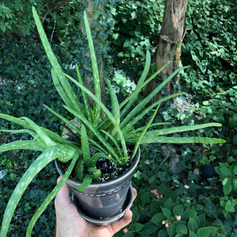 How to Propagate Aloe:  Making New Plants From Pups!