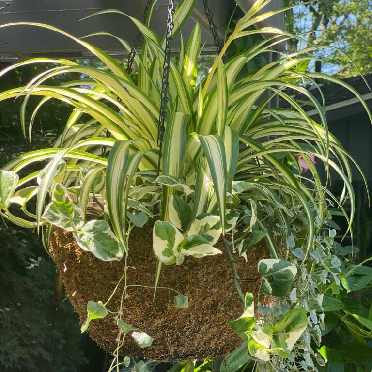 Bringing Houseplants Back Indoors - Have a Pest-Free Transition!