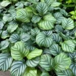 featured-calathea-orbifolia