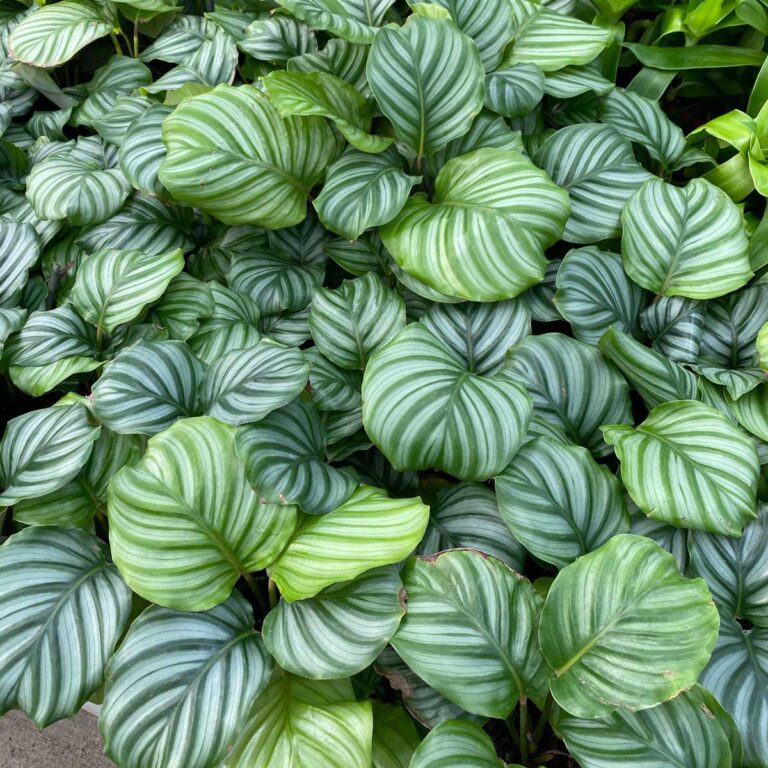 Keep Your Calathea Alive-3 Secrets to No Brown/Crispy Edges