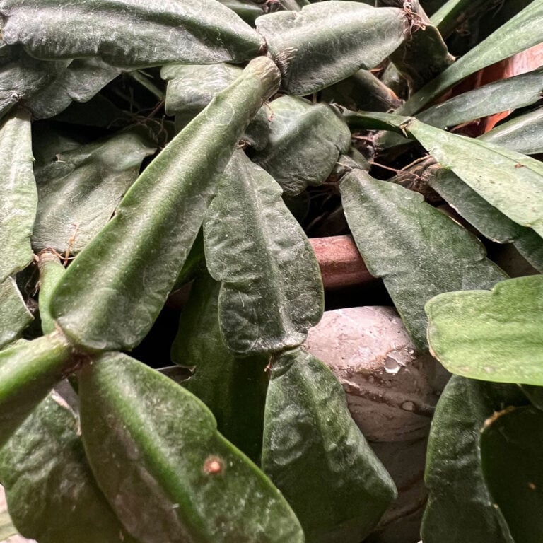 3 Secrets to Getting Christmas Cactus to Bloom + Care Tips