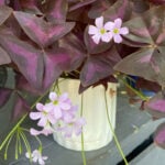 Beginner's Guide to Growing Oxalis Triangularis featured-oxalis