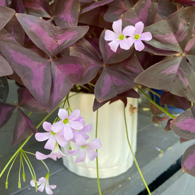 Beginner's Guide to Growing Oxalis Triangularis